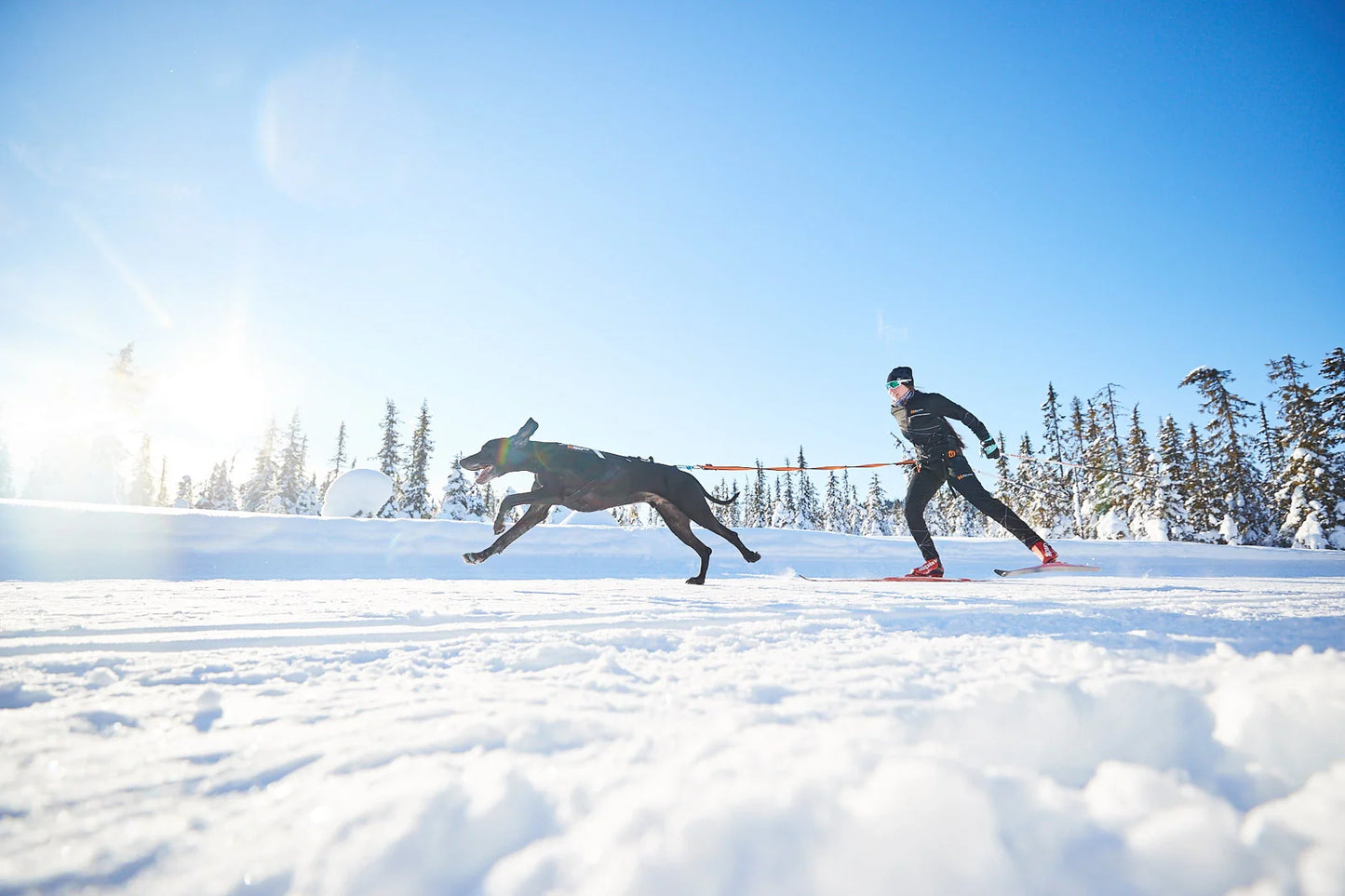 Non-stop Dogwear Løype Belt