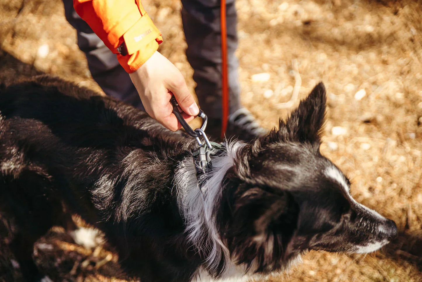 Non-stop Dogwear Roam collar Orange