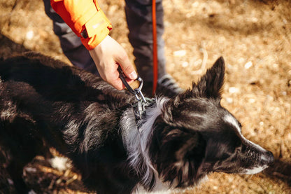 Non-stop Dogwear Roam collar Orange